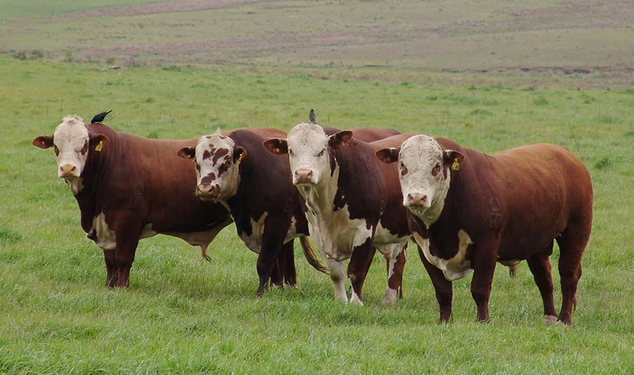 Avanza el período de aprendizaje y prueba del Despacho de Tropo Digital.