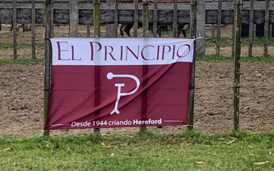 Ventas totales en el remate Hereford de cabaña El Principio, con el martillo de Cabrera Peile.