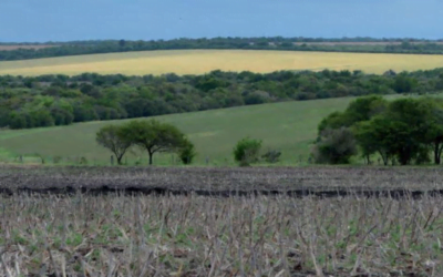 La diversidad de plantas mejora la retención de carbono en el suelo.