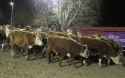Con Delcio Umpiérrez Negocios Rurales, Cañada Bellaca mostró un mercado ajustado al momento.