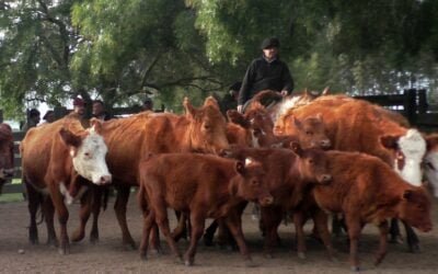 Con Gustavo Basso Negocios Rurales, Cuchilla de Silvera tuvo una pista dinámica.