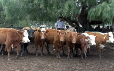 Gustavo Basso tuvo un mercado dinámico, en Cuchilla de Silvera.