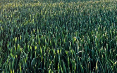 Análisis Dufour: situación de los cultivos de invierno.