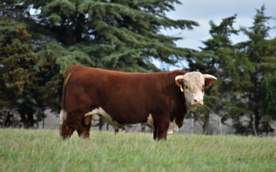 Agenda de remates auspiciados por la Sociedad de Criadores Hereford del Uruguay.               