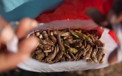 En el mundo hay entre 1.600 y 2.111 especies de insectos comestibles.