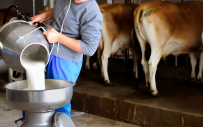 La leche en polvo entera mantiene la estabilidad a pesar de la baja de Fonterra.