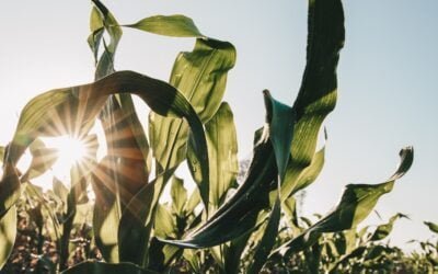 ADP-Agronegocios del Plata presenta su catálogo de maíz Stine