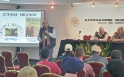 Lana negra nacional buscando su lugar comercial.