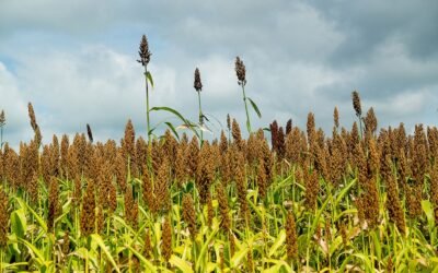 ALUR en la búsqueda de sorgo.