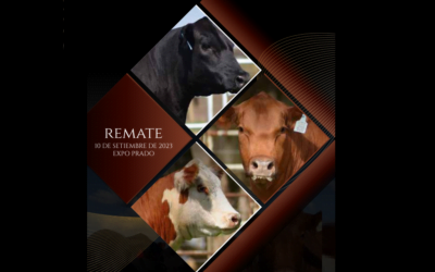 Excelente venta de Zambrano y Chiruchi, en el Primer Remate Anual de Campeonas.