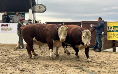 Los Hereford de Kiyú: 29 toros de 29 cabañas, y ventas totales.