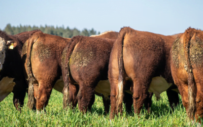 Rematazo de Las Anitas, que se supra a sí misma.