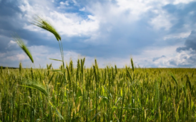 Ing. Russi: Lo que vivimos el verano pasado de sufrimiento lo vivimos ahora de esperanza renovada”.