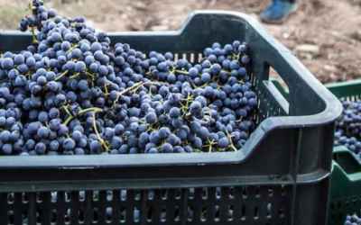 Servicios Agrícolas e Inavi realizarán inspecciones en predios productivos.