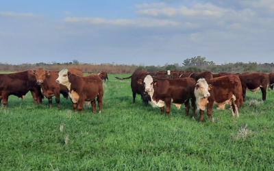 Pantalla Uruguay vendió más del 94% de la oferta con valores que se afirman.