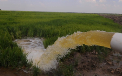 Arroz paraguayo  con crecimiento sostenido en exportaciones y producción.