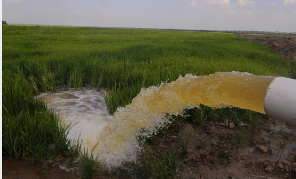 Arroz paraguayo  con crecimiento sostenido en exportaciones y producción.