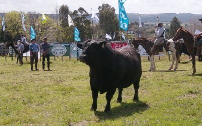Expo Campanero 2023: En Aberdeen Angus, triunfos de Santa Lucía y Alepark.