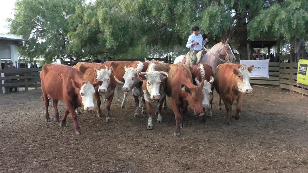 Con Gustavo Basso Negocios Rurales se afirman los valores en Cuchilla de Silvera.