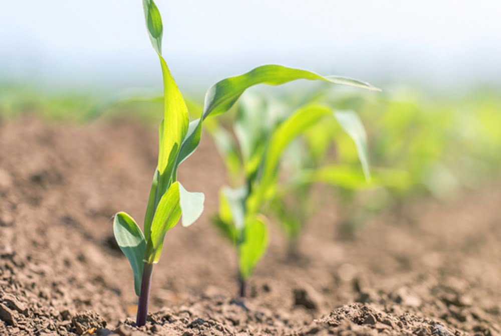 En noviembre continuará el déficit hídrico en Paraguay.