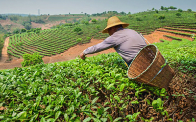 Mientras en Uruguay esperamos los efectos del Niño, en Perú temen por su producción agrícola.