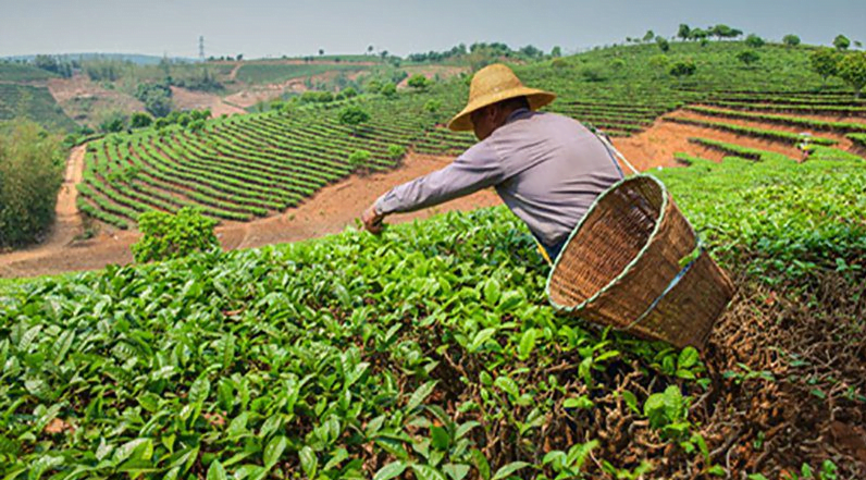 Mientras en Uruguay esperamos los efectos del Niño, en Perú temen por su producción agrícola.