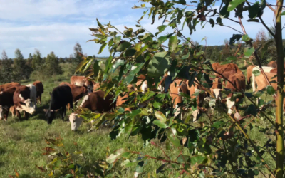 XII Congreso Internacional sobre Sistemas Silvopastoriles.