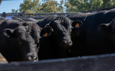 Ventas totales de toros en el remate de Valdez & Cía.