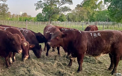 Toros Shorthorn se vendieron a US$ 4.080 máximo.