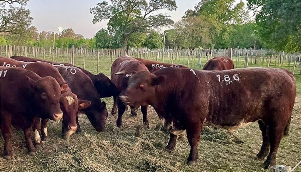 Toros Shorthorn se vendieron a US$ 4.080 máximo.
