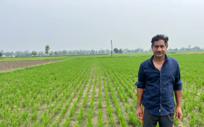 Arroz en el mundo: en India desarrollan un sistema de arroz de siembra directa que reduce las emisiones.