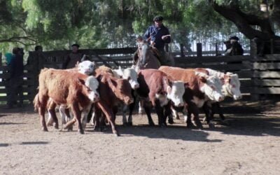 En Cuchilla de Silvera, Gustavo Basso Negocios Rurales mostró un mercado más dinámico.
