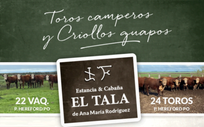 El sábado Valdez vendió las Hereford de El Tala.