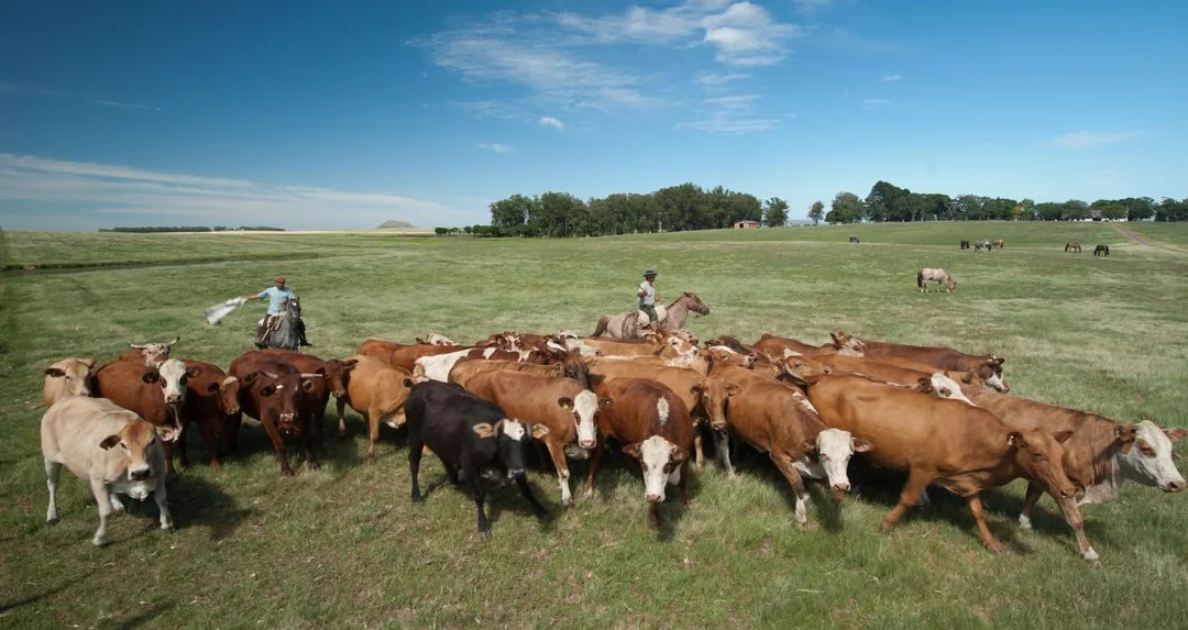 Según la inteligencia artificial, Uruguay es de los países “más exitosos en el control de la aftosa”.
