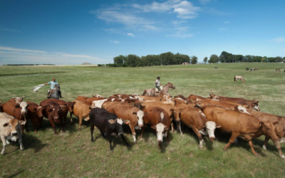 En la Conferencia del Cambio Climático COP28, Lula presentará programa brasileño de recuperación de pastos.
