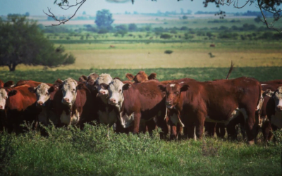 Argentina. En el remate Rosgan, los precios de la invernada se fueron para arriba.