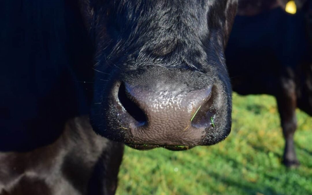Los insectos estériles es el método más eficaz de control de la bichera.