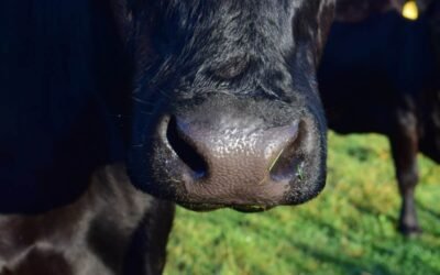 Los insectos estériles es el método más eficaz de control de la bichera.