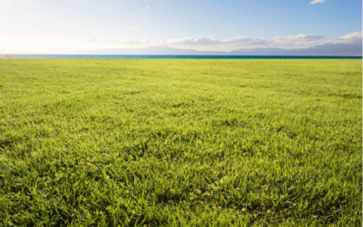 Cultivos transgénicos naturales: las gramíneas toman un atajo evolutivo tomando prestados genes de sus vecinos