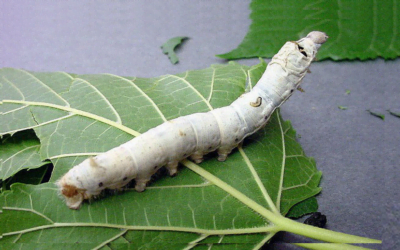 Producciones alternativas. Argentina impulsa la producción de seda.