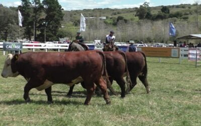 Expo Campanero 2023: Valle del Laurel se llevó los lauros de la muestra.