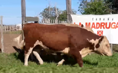En el Especial Hereford de Valdez, los toros hicieron un máximo de US$ 2.100.