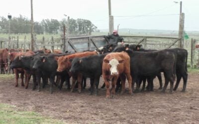 Carlos Bachino Agronegocios tuvo una pista ágil y entonada, en Los Amigos.