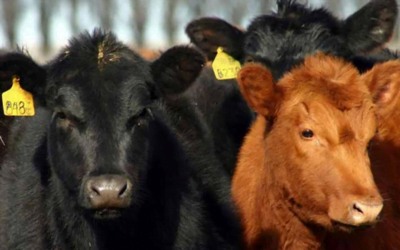 Consignatarios: “Se acentúa la demanda por ganado de campo”.