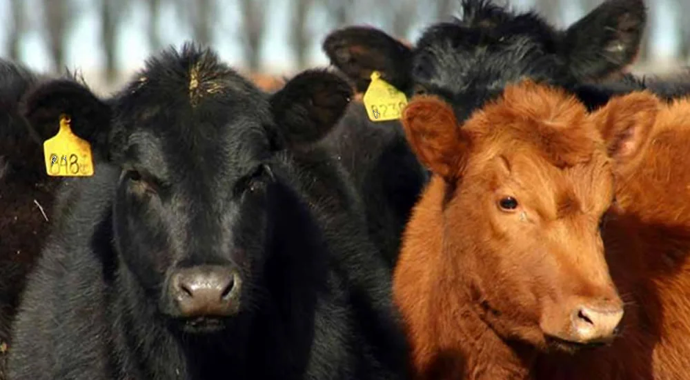 El mercado sigue firme para los vacunos y ovinos.