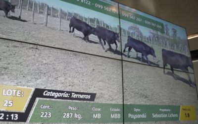 Plaza Rural vendió toda la oferta en el primer día del remate 305.