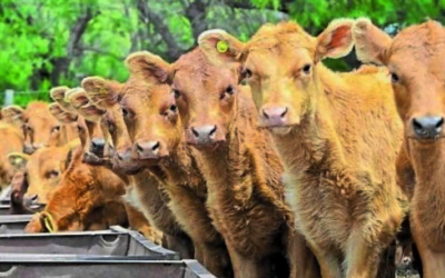 ¿Por qué suplementar con extrusado de soja en primavera?