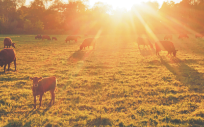 Con la transmisión de Todo El Campo, Plaza Rural remata casi 17.000 vacunos.