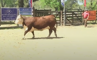 Toros de Expo Melo promediaron en US$ 2.544.