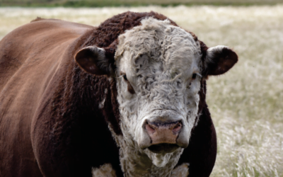 Un gran remate para una gran oferta, con Valdez & Cía.
